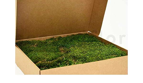 jkksk6pes16nqm https www amazon fr canopy mousse plate stabilis c3 a9e nature dp b085cms5g4