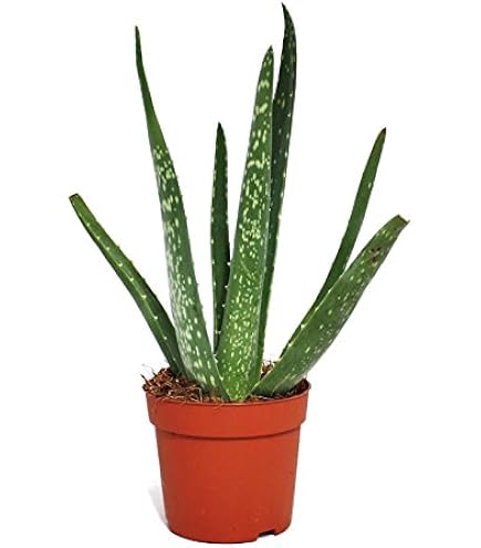 Dehner Echte Aloe, Aloe vera, fleischige Bltter, 40-60 cm,  Topf 15 cm,  Sukkulente : Amazon.de: Garten