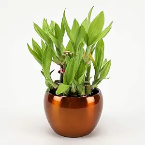 Ferns N Petals 2 layer Lucky Bamboo Plant In Brass Metal Pot