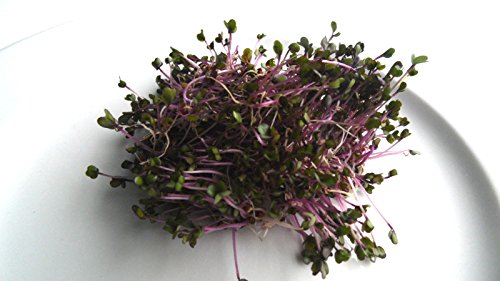 BIO-Keimsprossen „Rosa Kohlrabi“ 100 g Samen - 5