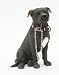 Produktbild Black Staffordshire Bull Terrier Dog Ornament - Walkies Range Of Collectable Dogs By Leonardo by Dog Studies