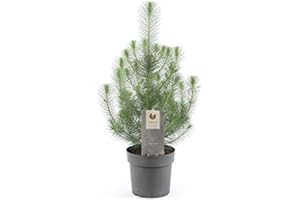 Pinus pinea Silver Crest 40-50 cm – Winterharte Mittelmeer-Kiefer für Balkon & Garten, Pflegeleicht, Ideal für Urban Gardening, Robuste und Dekorative Terrassenpflanze