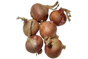 OIgnon de roscoff AOP vrac 1 kg - Origine France - Bretagne