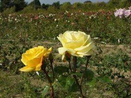 Apuldram Roses "ARTHUR BELL" - Climbing Rose (Bare Root)