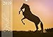 Produktbild Pferde - Anmut und Stärke gepaart mit Magie (Wandkalender 2019 DIN A3 quer): Ein Pferdekalender voller Magie (Monatskalender, 14 Seiten ) (CALVENDO Tiere)