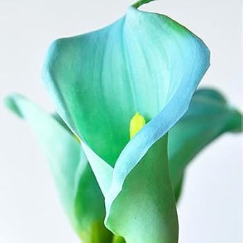 200 bunte Calla-Lilien-Samen, Mischfarben, seltene