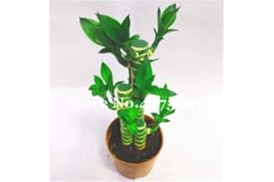 SANHOC 30 Mini Bambou Moso Bonsai Lucky Bamboo Garden Bonsai Plante en Pot Balcon bourgeonnant taux de 95% pour DIY Jardin: j