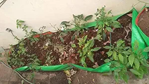 BIO BLOOMS AGRO INDIA PRIVATE LIMITED Grow Tub, 10x2x1 ft, 1 Piece