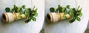 COIR GARDEN Hanging Planter, 2 Pieces