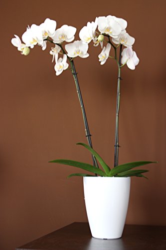 Blumentopf weiss Orchideen Topf h-165 Fensterbanktopf ø133 Zimmerpflanzen - 4