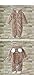 Unisex Toddler All in One Snowsuit Fleece Romper Hooded Cartoon Anime Cosplay Bodysuit BBYF-A (height 70cm, brown)
