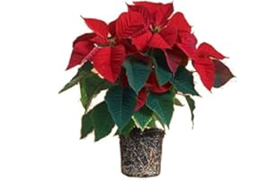 Planta de Navidad Calidad Extra DECOALIVE Flor de Pascua con Flores Rojas Poinsettia Planta Natural