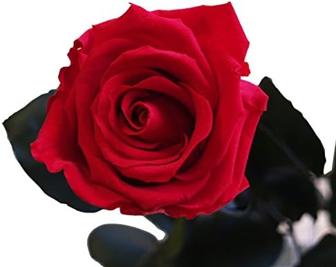 Single Red Rose - Preserved Amorosa Rose