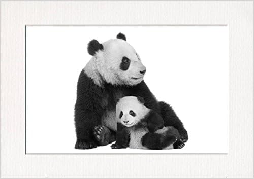 Black and White Cute Pandas Print in a Textured A4 Card Picture Mount - ready for you to put into your own A4 frame. Made in Britain by Pixel Zone