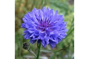 PAGANO DOMENICO E FIGLI SEMENTI DAL 1954 FIORDALISO BLU NR.200 SEMI