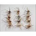 Daddy Long Legs Trout Flies, 12 Pack of Standard Daddys, Size 10/12, Fly Fishing