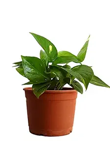 Rolling Nature Money Plant Hybrid Indoor Plant