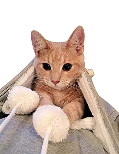 Featured image of post Fondos De Pantalla De Gatos Graciosos Con Capucha