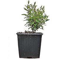 Seedeo® Zwerg-Granatapfel (Punica granatum Nana) Jungpflanze ca. 10 cm höhe