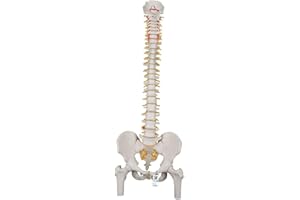 3B Scientific® Modelo de Columna Vertebral Flexible – Clásico a Tamaño Real con Fémures, Nervios & Arterias, Movible para Estudio Funcional + Smart Anatomy App (Garantía de 5 Años)
