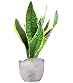 Sansevieria Tough Lady (Trifasciata) - Pianta Purificante Per Casa E Ufficio, 30-40cm Con Vaso Coltivatore