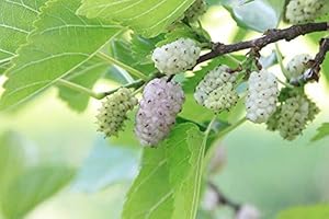 GREEN FUTURE PFLANZENHANDEL Weiße Maulbeere Morus alba Pflanze 15-20cm Maulbeerbaum Obstbaum Obstpflanze
