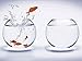 Produktbild Artland Echt-Glas-Wandbild Deco Glass Simon Coste Goldfischaquarium Tiere Wassertiere Fisch Fotografie Weiß 60 x 80 x 1,1 cm A6MF