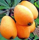 Como se muestra en la imagen Potseed Ampliamente cultivada Eriobotrya japónica Semillas de 5 x, Semillas Grandes Árbol de Hoja perenne Chino níspero de Frutas Y19 1