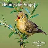 Heimische Vögel 2020 - Broschürenkalender - Wandkalender - mit herausnehmbarem Poster - Format 30 x 30 cm by DUMONT Kalenderverlag