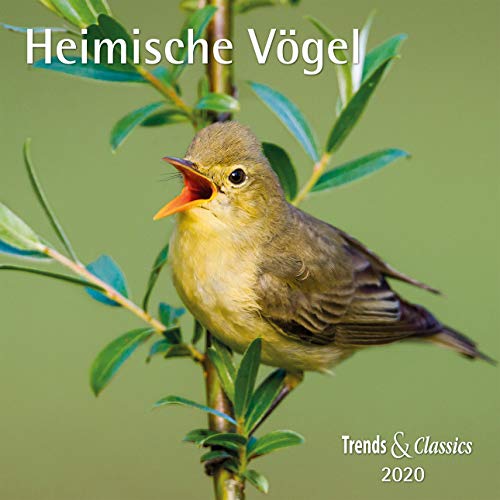 Heimische Vögel 2020 - Broschürenkalender - Wandkalender - mit herausnehmbarem Poster - Format 30 x 30 cm