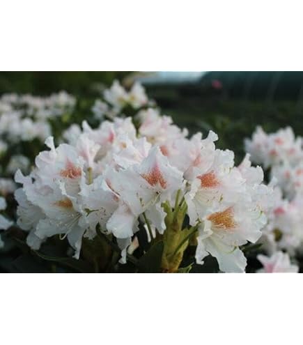 Rhododendron Hybride " Goldbukett " groblumige Alpenrose 30-40 cm hoch :  Amazon.de: Garten