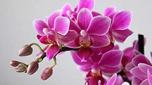 ISEE 360 Gardens Lily Flowers Wall Laminated Posters for Home Living Kids Study Bed Room Kitchen Office Decor Stylish High Quality Printed Wall Poster 300 GSM L X H 17 X 10 Inches