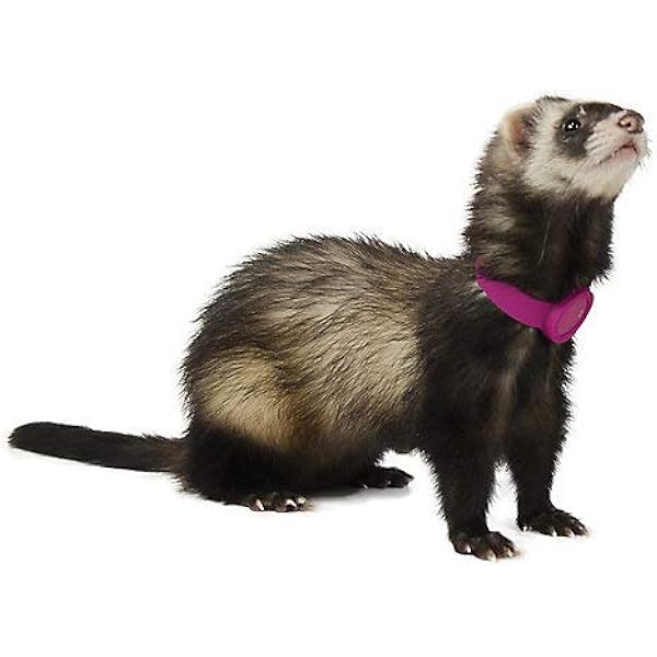 marshall tracking collars