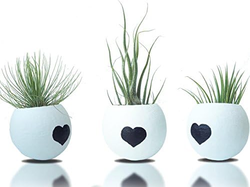3 Different Tillandsia Air Plant in Natural White Planter Pot Set - Tillandsias Planter Mini - Garden Art - Flower Pot/Container - Air Plant Pot Display