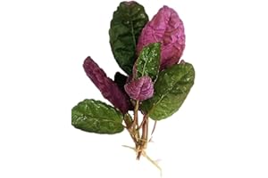 Floratica 3 X Hemigraphis Colorata (Exotica) Live Aquarium Plants Tropical Fish Tank Shrimp Safe Snail Free