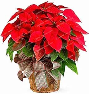 Stella Di Natale Fiore.Stella Di Natale Fai Da Te In Vaso Colorato Bonsai Fiore Bonsai Da Interno Fiore Esterno Bonsai Del Fiore Casa Giardino 100 Pc Sacchetto 9 Amazon It Casa E Cucina