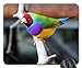 Price comparison product image Beautiful Gouldian Finch Mouse Pad, Mousepad (Birds Mouse Pad)