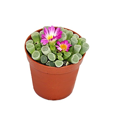 frithia Pulchra - window-leaf- en 8,5 cm Pot