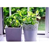 Tohum Genoese Basil Seeds 100+ seeds [Tohhum Home Garden]