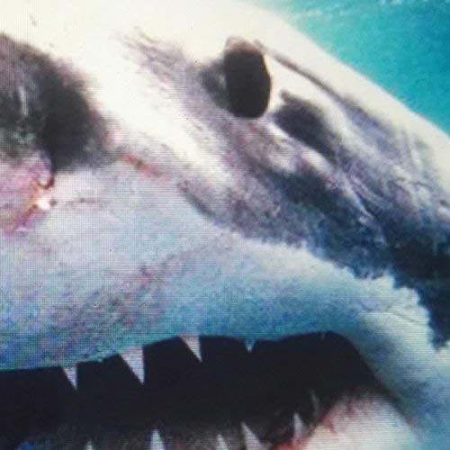 Preisvergleich Produktbild Royal Bunker (Inkl. MP3-Code) [Vinyl LP]