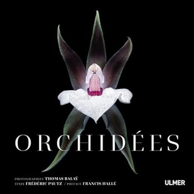 Orchidées Orchidées