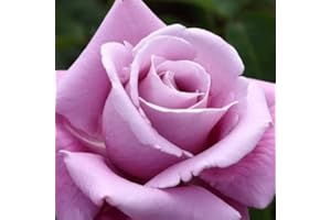 Verdecora Rosal Grandiflora Violeta Charles de Gaulle - Planta Natural con Flor - Rosa Perfumada de plantación…