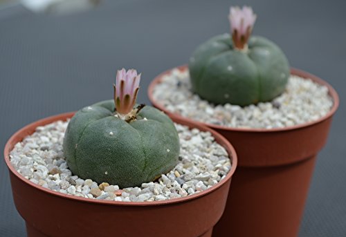 Lophophora williamsii peyote ab 4cm - 2 Stück.