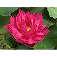 G0 Green Flowet Plant for Home Decor, Pooja | Large Size Flower Surely Blooming Within 45 Days (Potter Bear)