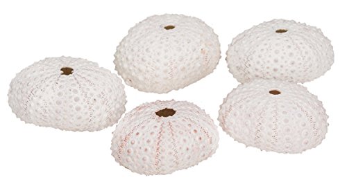 NaDeco® Seeigel Gehäuse weiß 5 Stück ca. 4cm | Dekoseigel | Seeigelgehäuse | Echinometra mathaei | Riffdach Bohrseeigel | maritime Dekoration