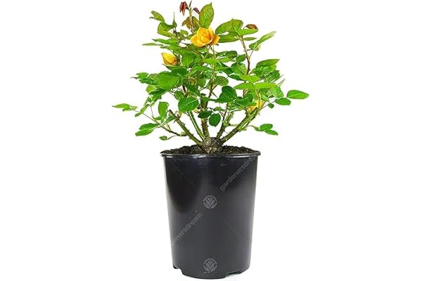 Sublime Rosier Jaune en pot | Rosiers de jardin haut de gamme avec fleurs colorées en été