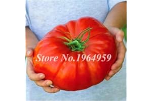 Bloom Green Co. 100 Semillas Semillas de tomate Heirloom Gigante Semillas de carne de vaca Hortalizas de tomate extra-sabrosas y extra-sabrosas * Plantas frutales Sementas frescas genuinas: 7