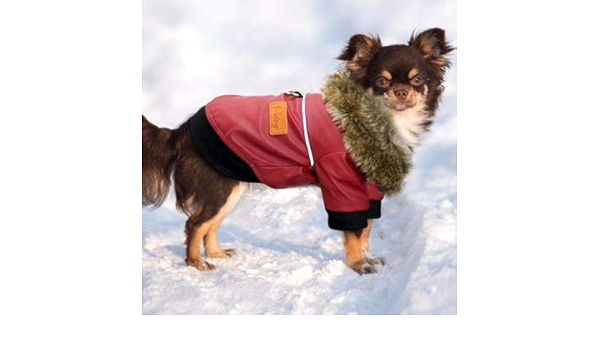 dog flying jacket