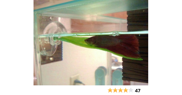 betta leaf hammock review