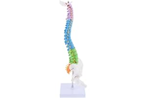 ALMENCLA Heavy Duty Human Spine Model Vertebral Column with Pelvis Femur Medical Display, 45cm